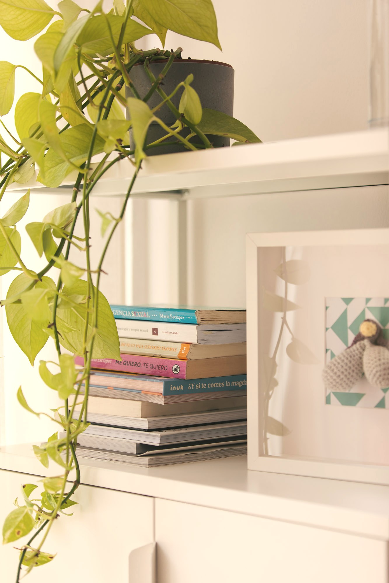 Planta y libros en el despacho de Lucía Pirla